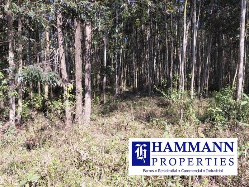0 Bedroom Property for Sale in Louis Trichardt Limpopo