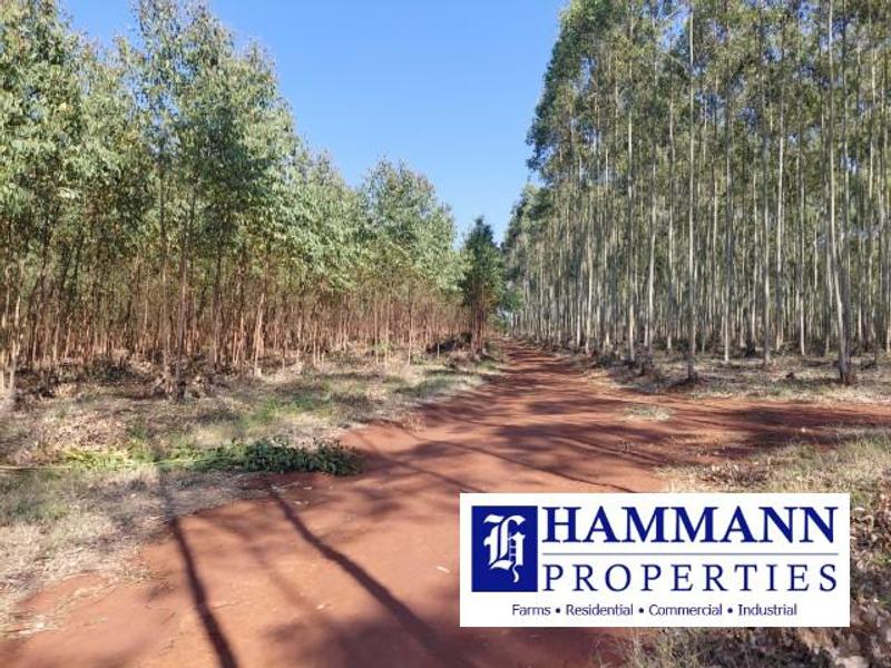 0 Bedroom Property for Sale in Louis Trichardt Limpopo