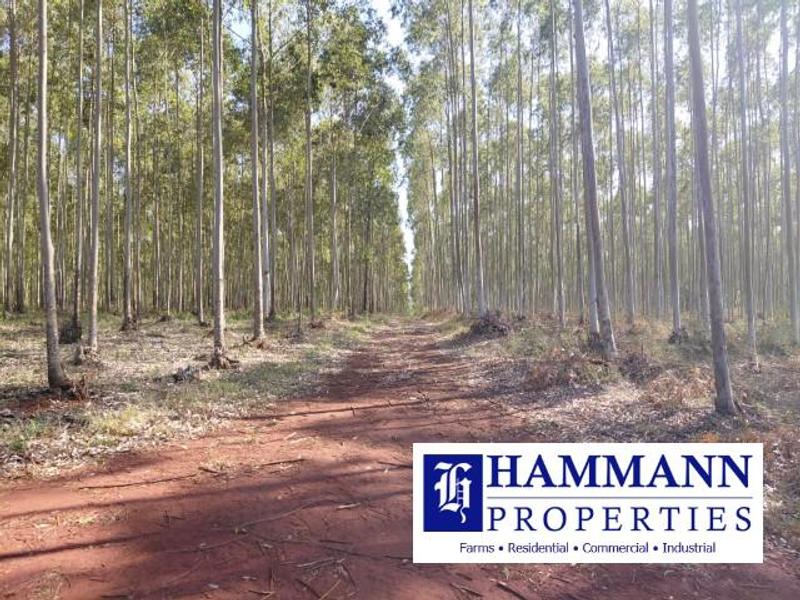 0 Bedroom Property for Sale in Louis Trichardt Limpopo