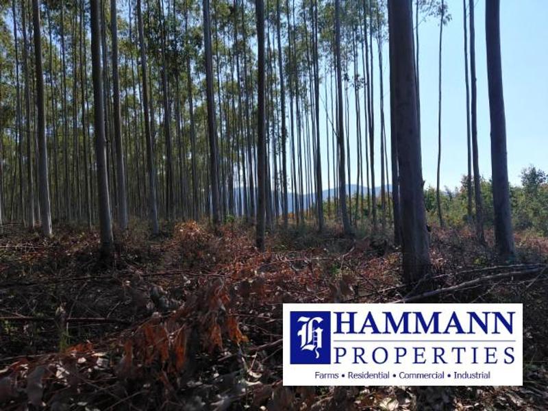 0 Bedroom Property for Sale in Louis Trichardt Limpopo