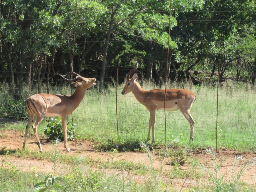 5 Bedroom Property for Sale in Vaalwater Limpopo