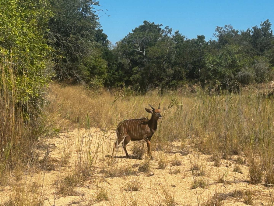 0 Bedroom Property for Sale in Moditlo Nature Reserve Limpopo