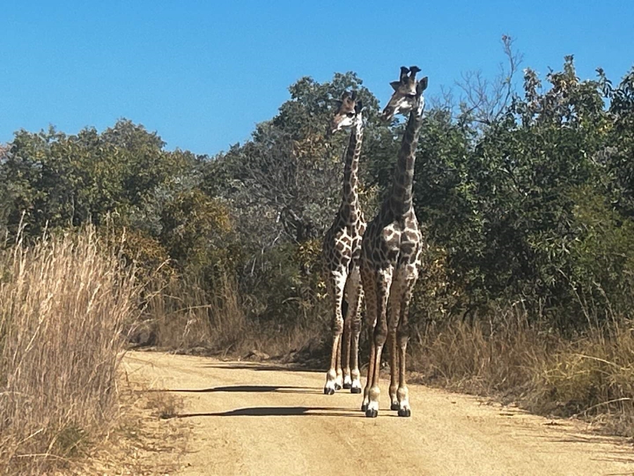 0 Bedroom Property for Sale in Moditlo Nature Reserve Limpopo