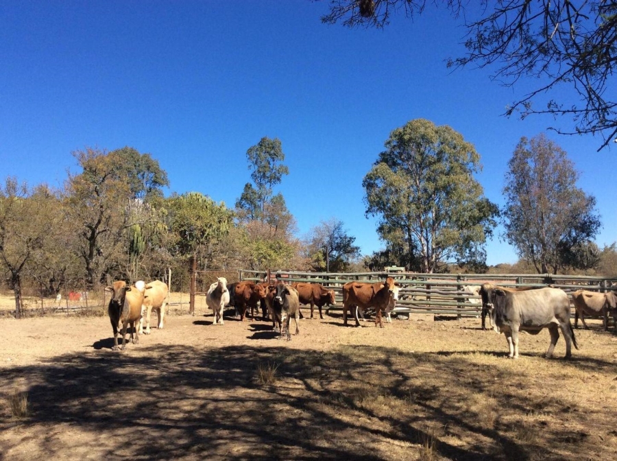 5 Bedroom Property for Sale in Polokwane Rural Limpopo