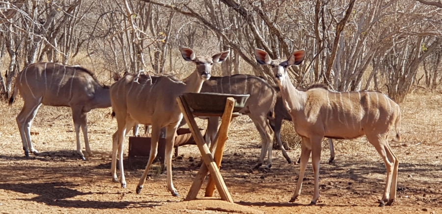 4 Bedroom Property for Sale in Northam Rural Limpopo