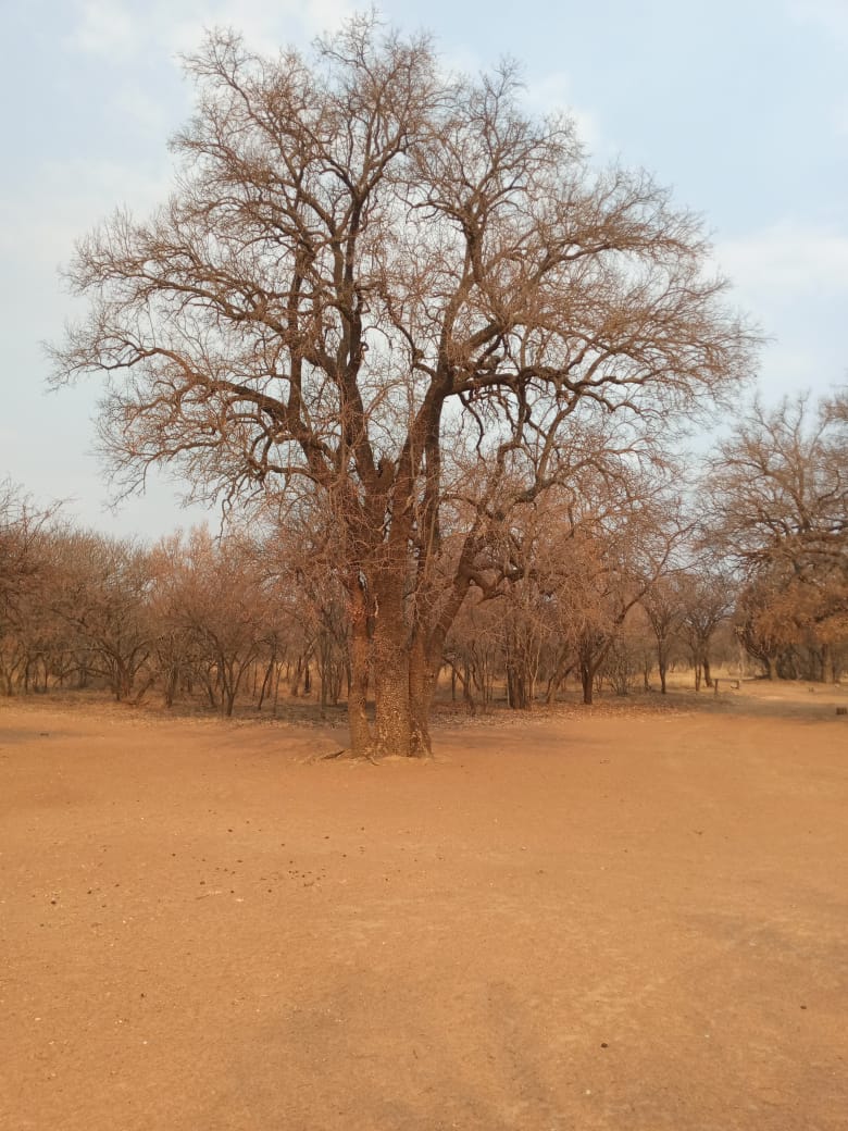  Bedroom Property for Sale in Groblersdal Rural Limpopo