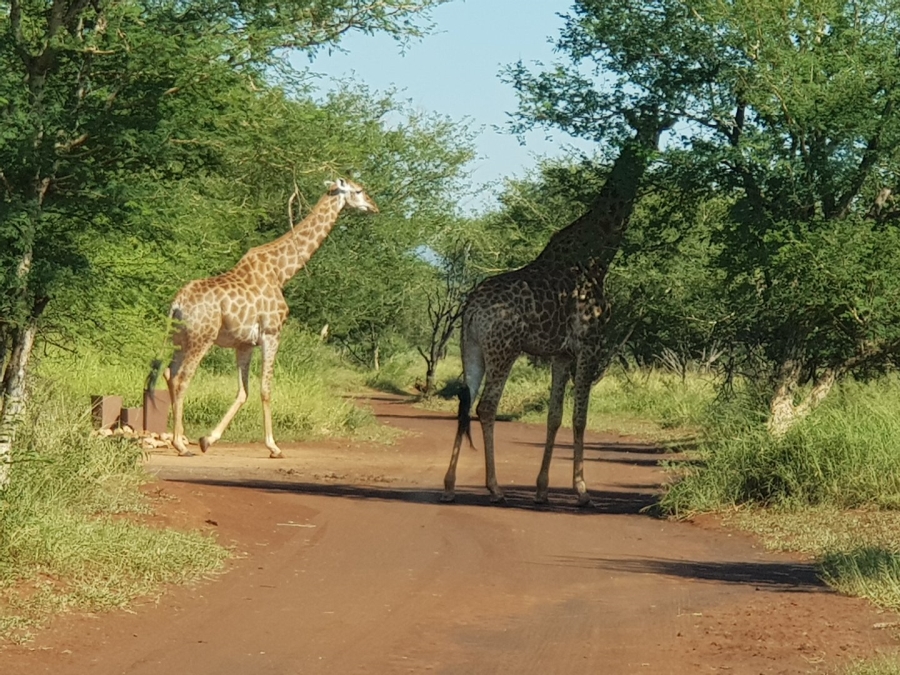  Bedroom Property for Sale in Northam Rural Limpopo