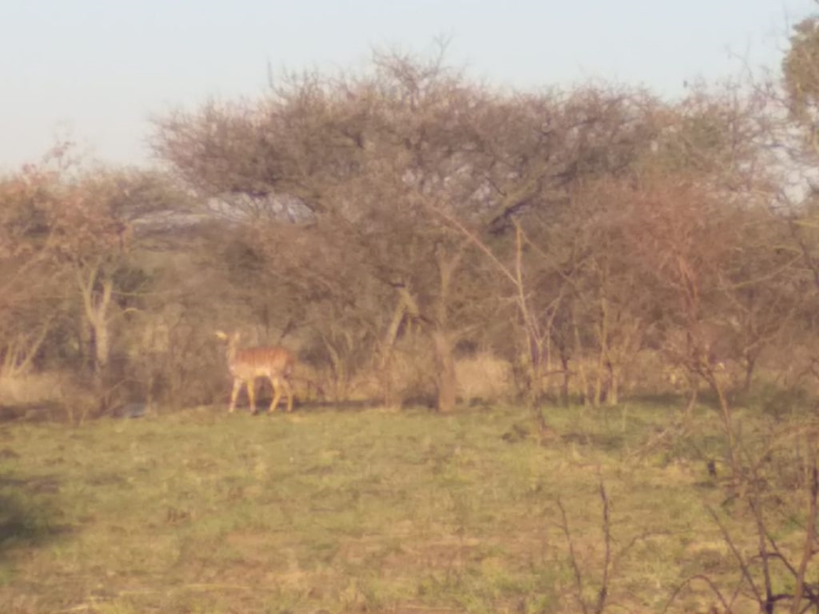 4 Bedroom Property for Sale in Groblersdal Limpopo