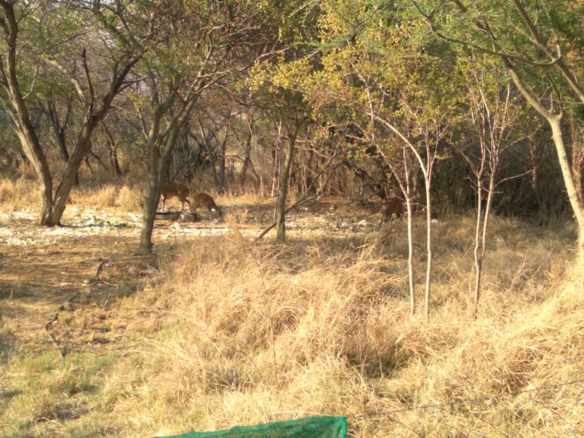 4 Bedroom Property for Sale in Groblersdal Limpopo