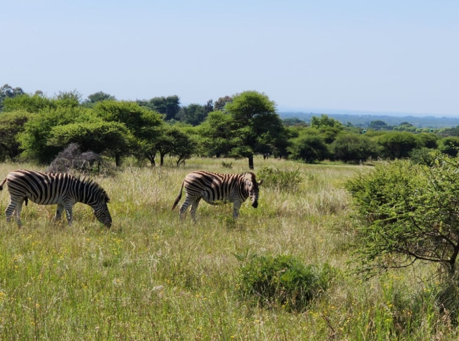 0 Bedroom Property for Sale in Intaba Indle Wilderness Estate Limpopo