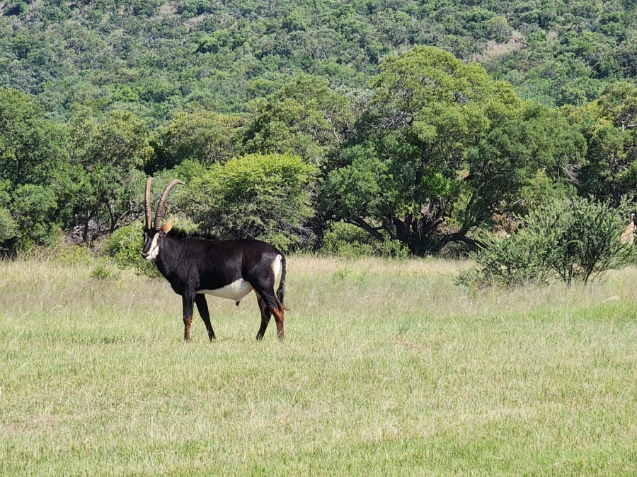 0 Bedroom Property for Sale in Intaba Indle Wilderness Estate Limpopo