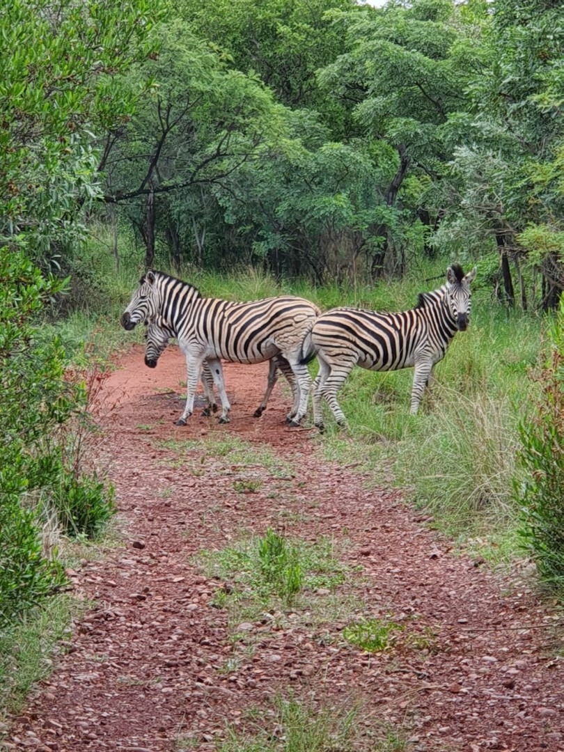 6 Bedroom Property for Sale in Thabazimbi Rural Limpopo