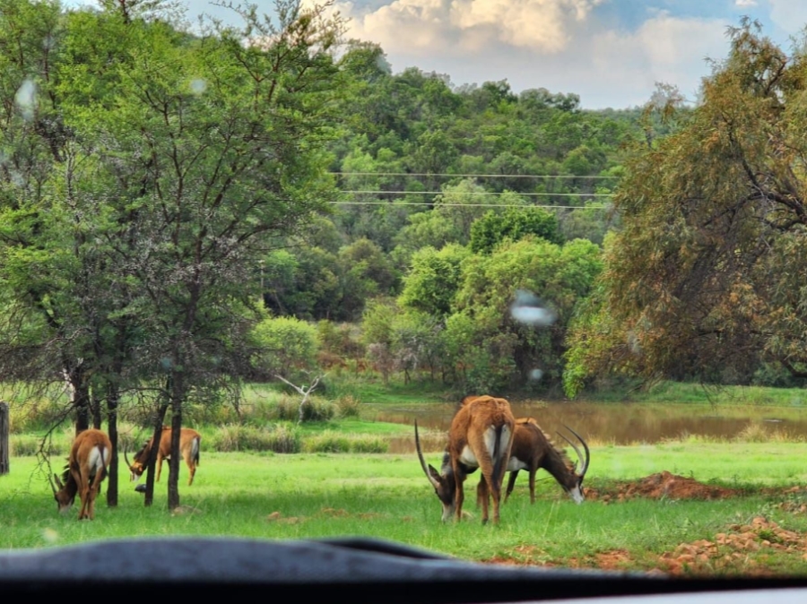 0 Bedroom Property for Sale in Highlands Wilderness Estate Limpopo