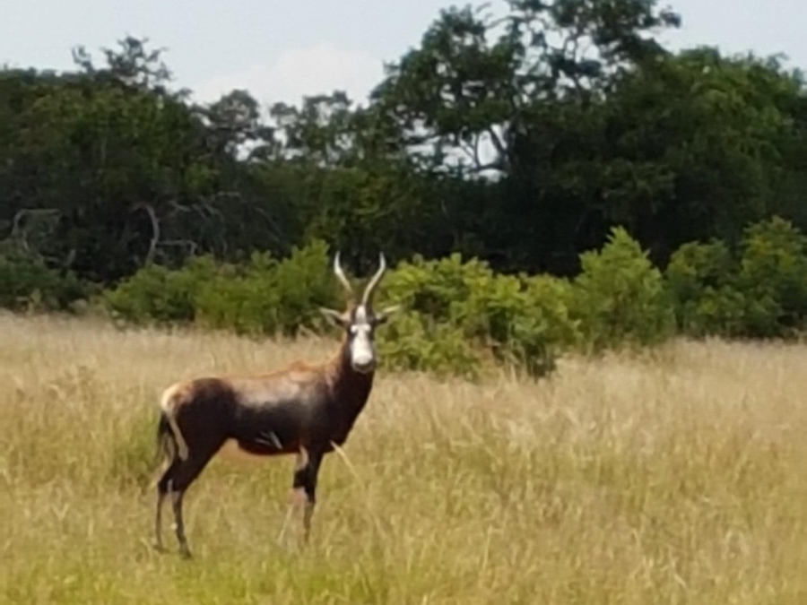 0 Bedroom Property for Sale in Highlands Wilderness Estate Limpopo