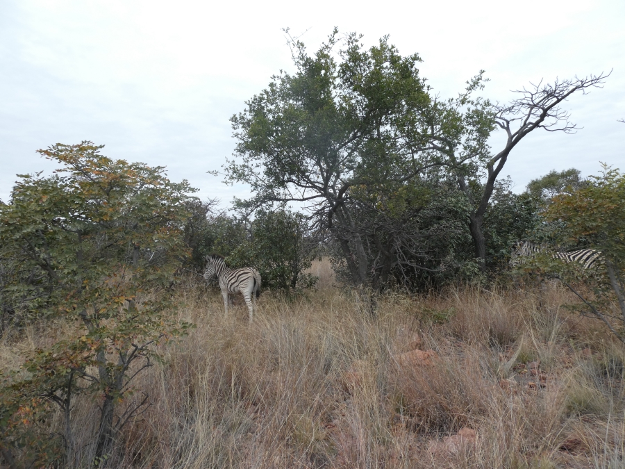 0 Bedroom Property for Sale in Intaba Indle Wilderness Estate Limpopo