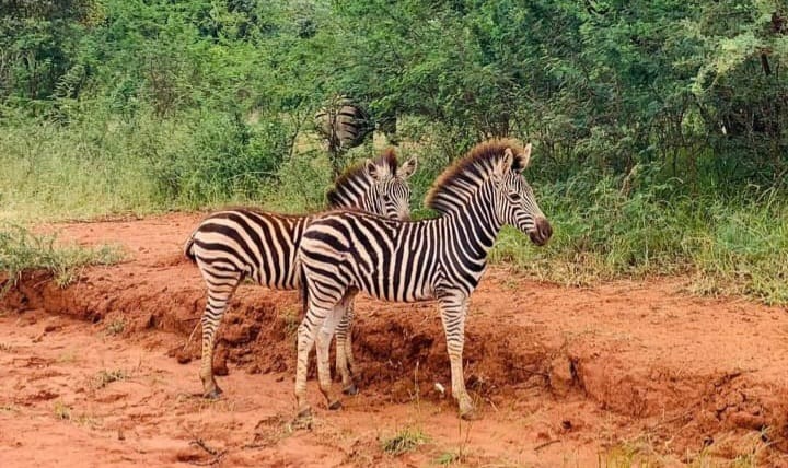 50 Bedroom Property for Sale in Bela Bela Limpopo