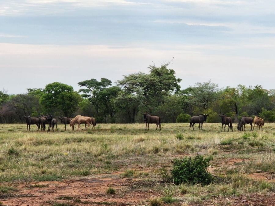 3 Bedroom Property for Sale in Highlands Wilderness Estate Limpopo