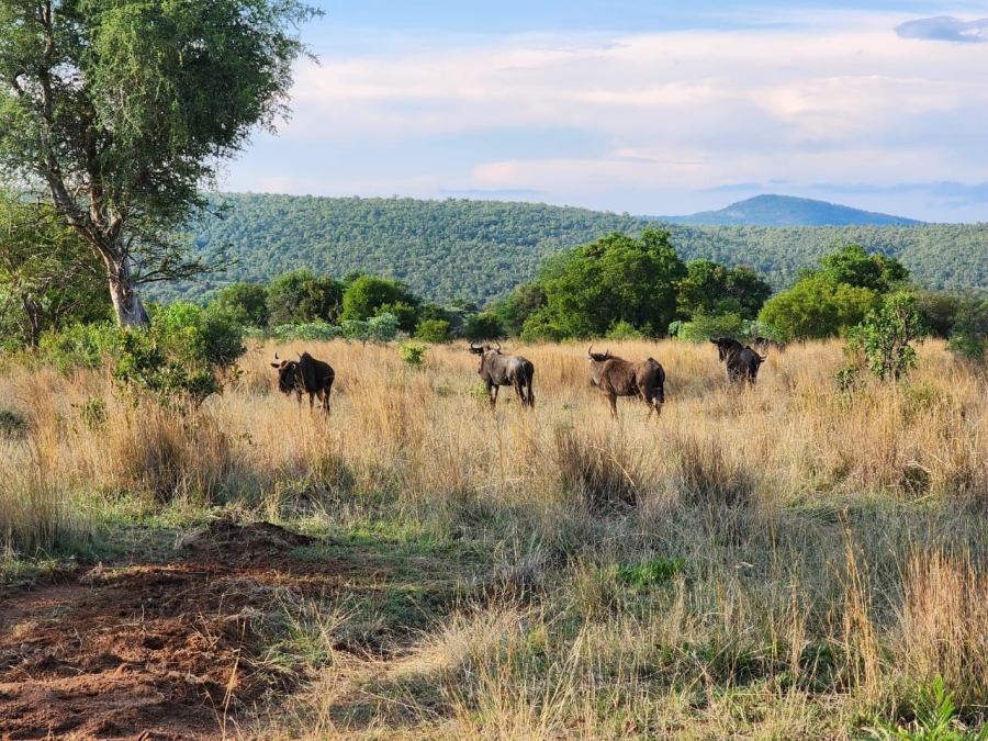 3 Bedroom Property for Sale in Highlands Wilderness Estate Limpopo