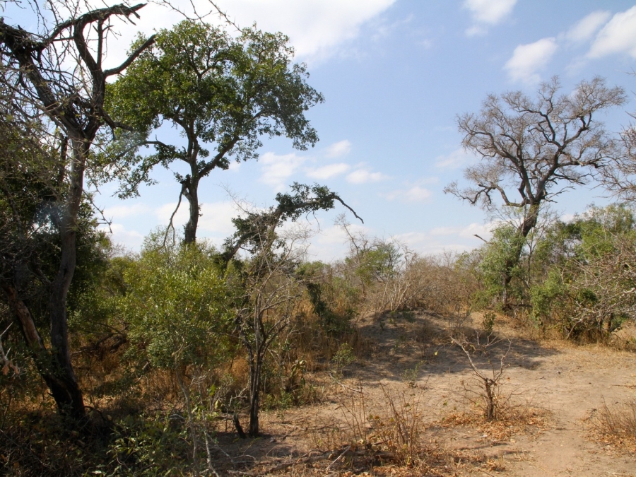 0 Bedroom Property for Sale in Moditlo Wildlife Estate Limpopo