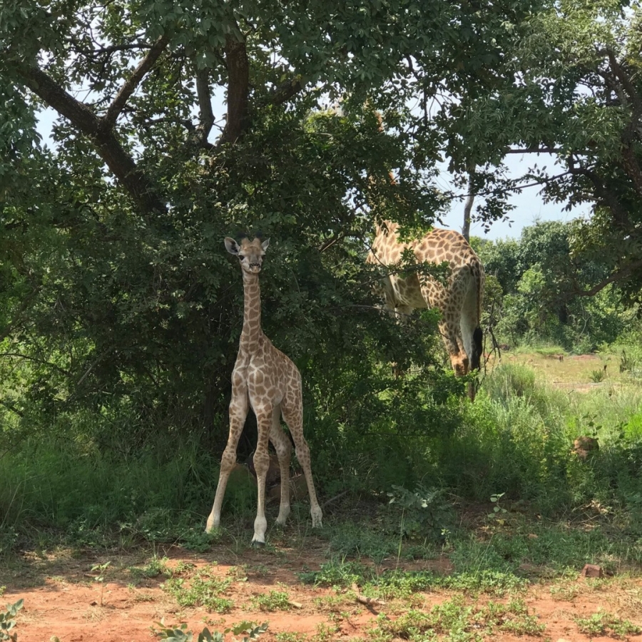 0 Bedroom Property for Sale in Verloren Estate Limpopo