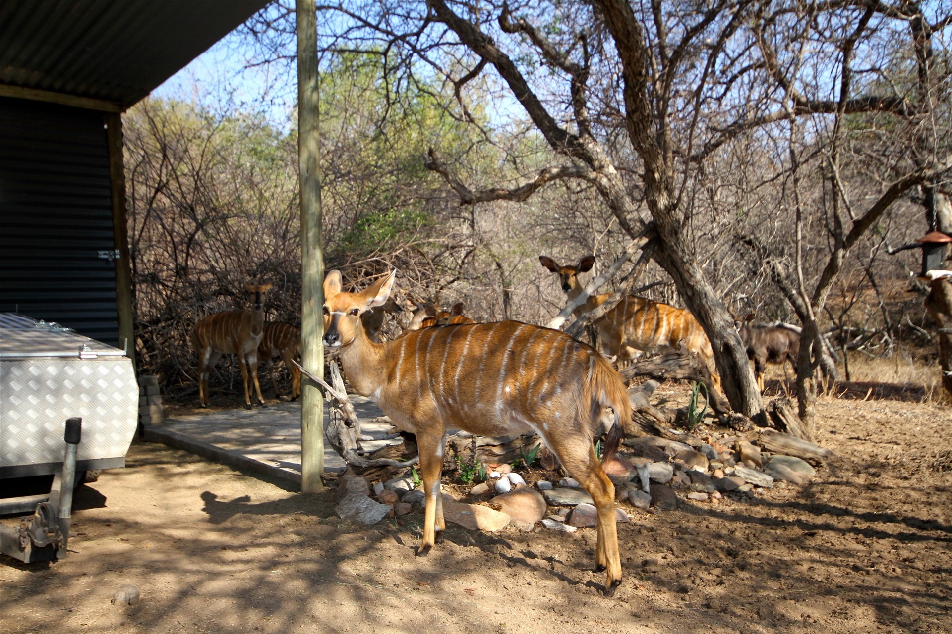 2 Bedroom Property for Sale in Leopard Rock Nature Reserve Limpopo