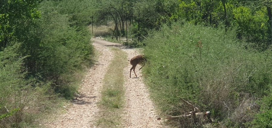 3 Bedroom Property for Sale in Groblersdal Rural Limpopo