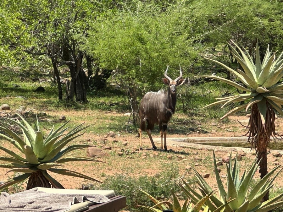 5 Bedroom Property for Sale in Blyde Wildlife Estate Limpopo