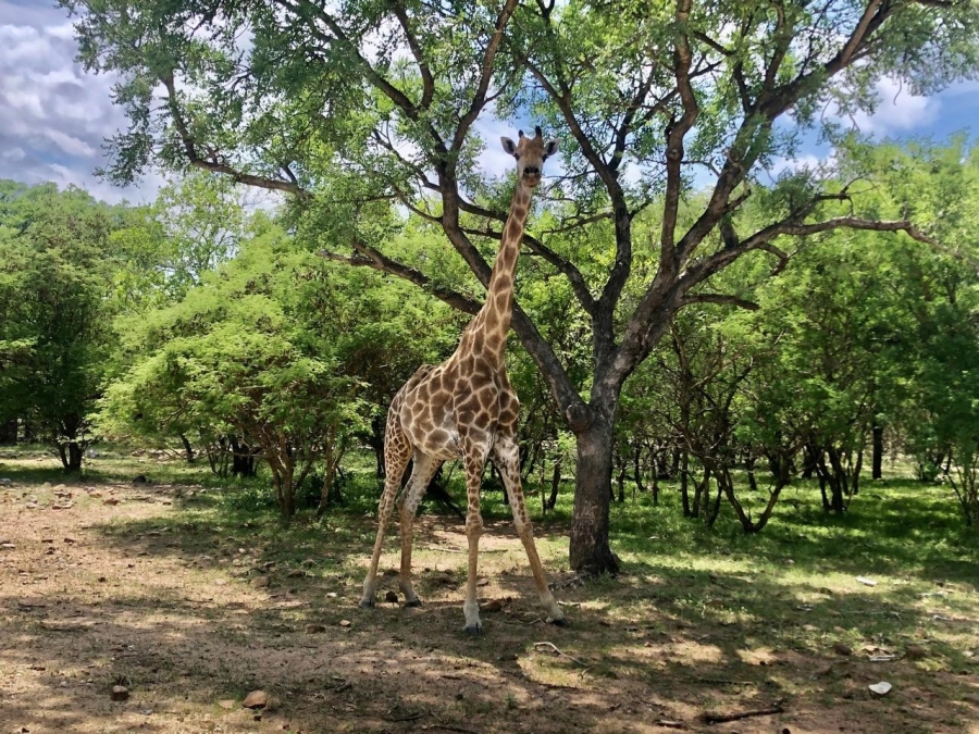 5 Bedroom Property for Sale in Blyde Wildlife Estate Limpopo