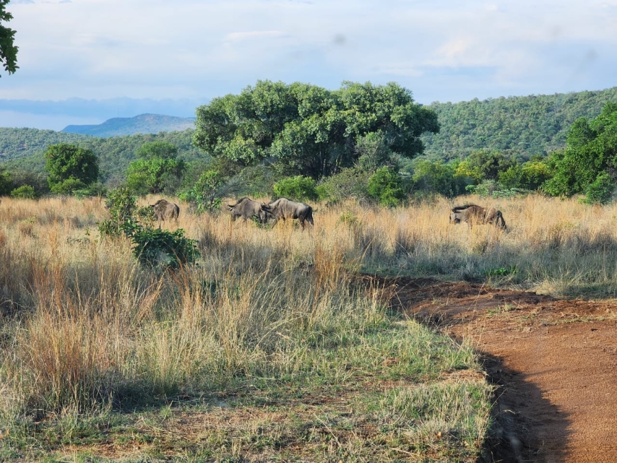 0 Bedroom Property for Sale in Bela Bela Limpopo
