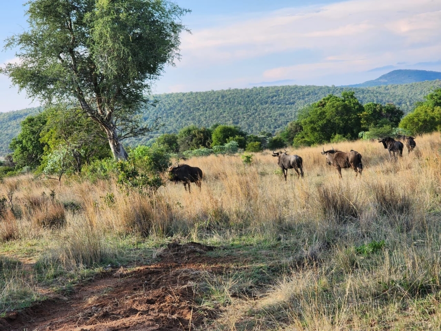 0 Bedroom Property for Sale in Bela Bela Limpopo