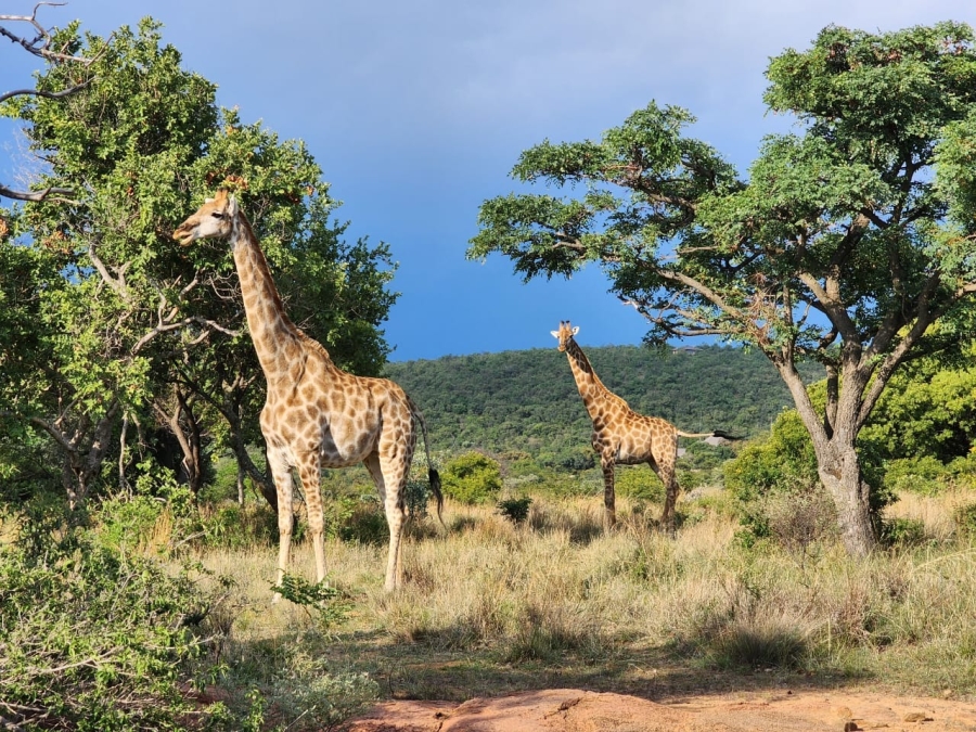 0 Bedroom Property for Sale in Bela Bela Limpopo