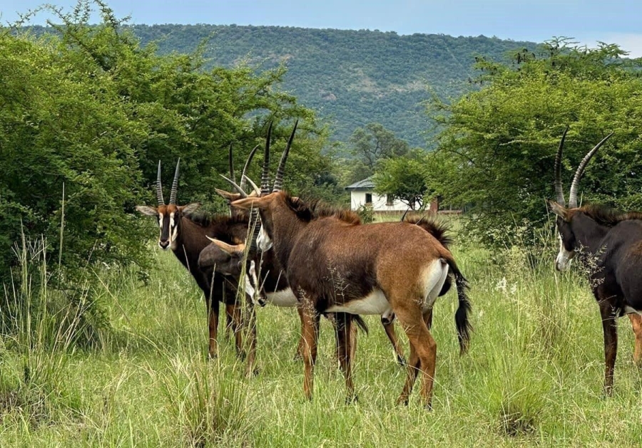 0 Bedroom Property for Sale in Euphoria Golf Estate Limpopo