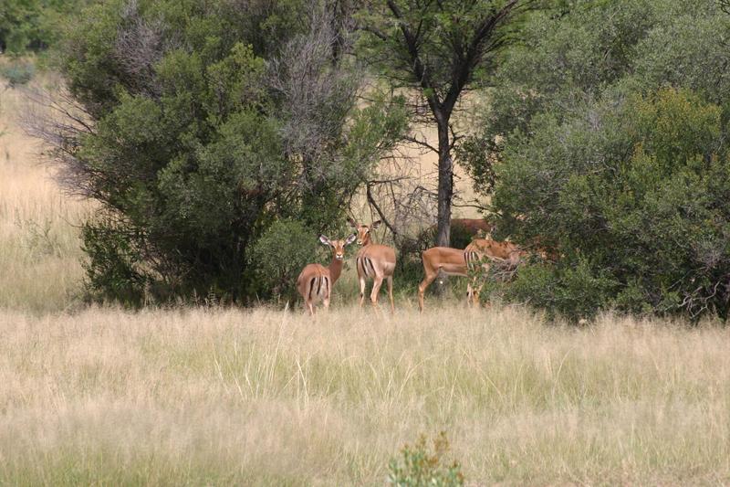 29 Bedroom Property for Sale in Bela Bela Limpopo