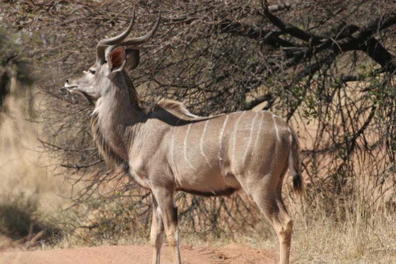 29 Bedroom Property for Sale in Bela Bela Limpopo