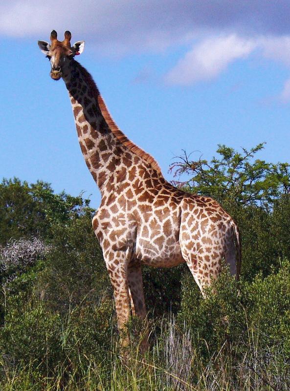 29 Bedroom Property for Sale in Bela Bela Limpopo