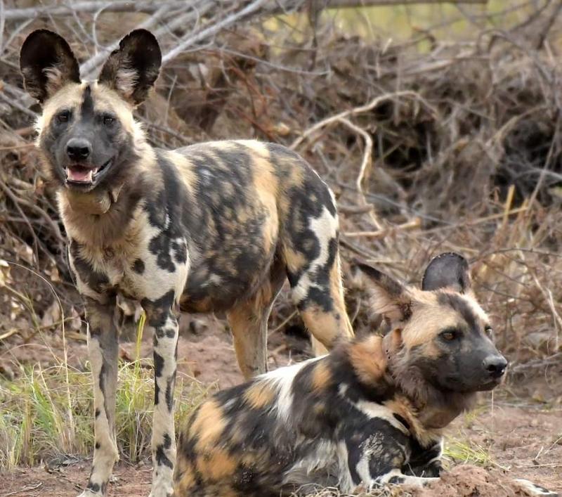 4 Bedroom Property for Sale in Bela Bela Limpopo