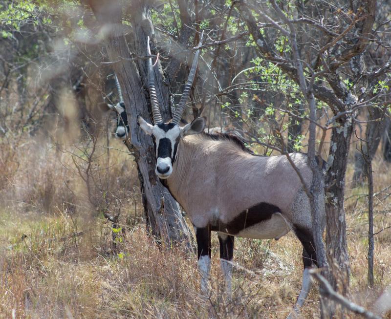 4 Bedroom Property for Sale in Bela Bela Limpopo