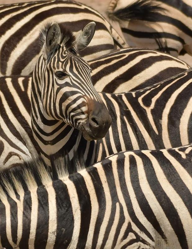 4 Bedroom Property for Sale in Bela Bela Limpopo