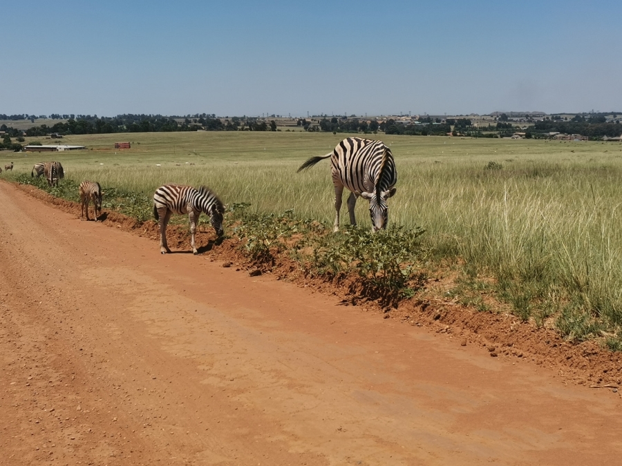 0 Bedroom Property for Sale in Witbank Mpumalanga