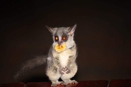 5 Bedroom Property for Sale in Marloth Park Mpumalanga