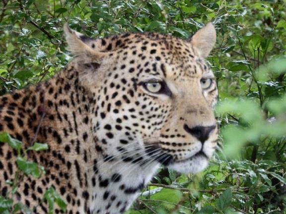 5 Bedroom Property for Sale in Marloth Park Mpumalanga