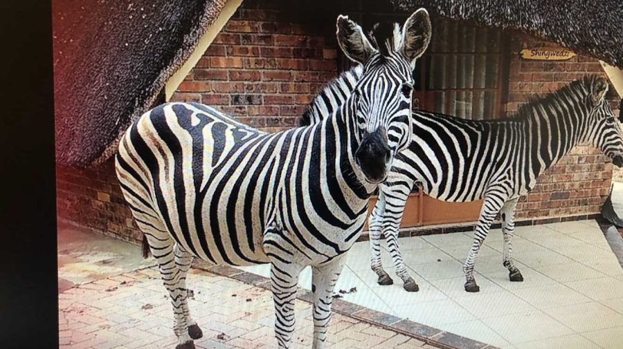 5 Bedroom Property for Sale in Marloth Park Mpumalanga