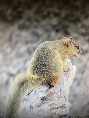 5 Bedroom Property for Sale in Marloth Park Mpumalanga