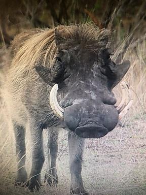 5 Bedroom Property for Sale in Marloth Park Mpumalanga