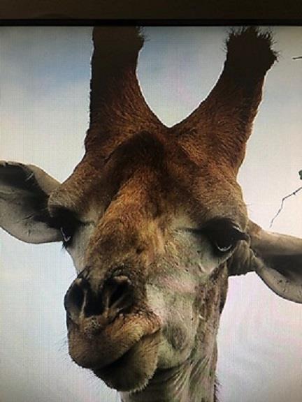 5 Bedroom Property for Sale in Marloth Park Mpumalanga