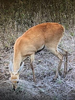 5 Bedroom Property for Sale in Marloth Park Mpumalanga