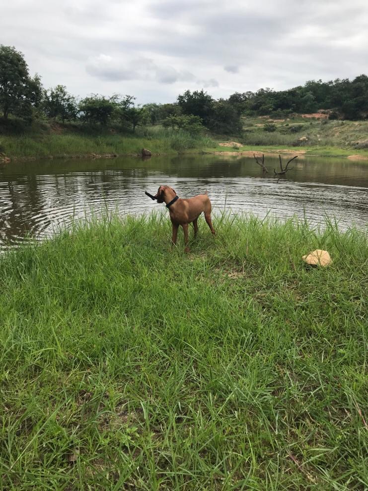 Commercial Property for Sale in White River Ext 18 Mpumalanga