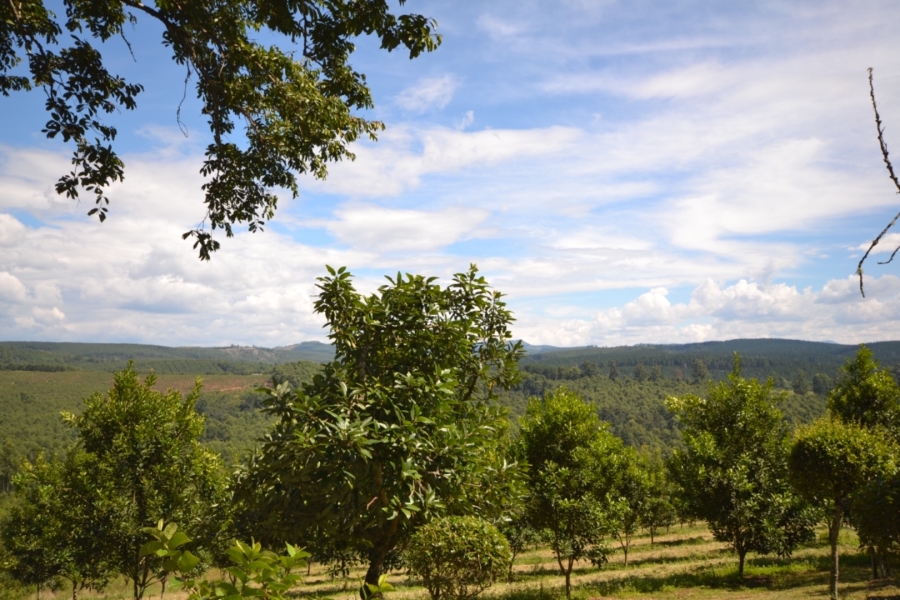 Commercial Property for Sale in White River Rural Mpumalanga