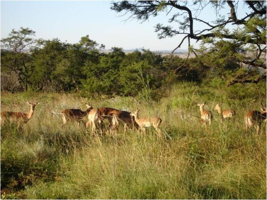 Commercial Property for Sale in Lydenburg Rural Mpumalanga