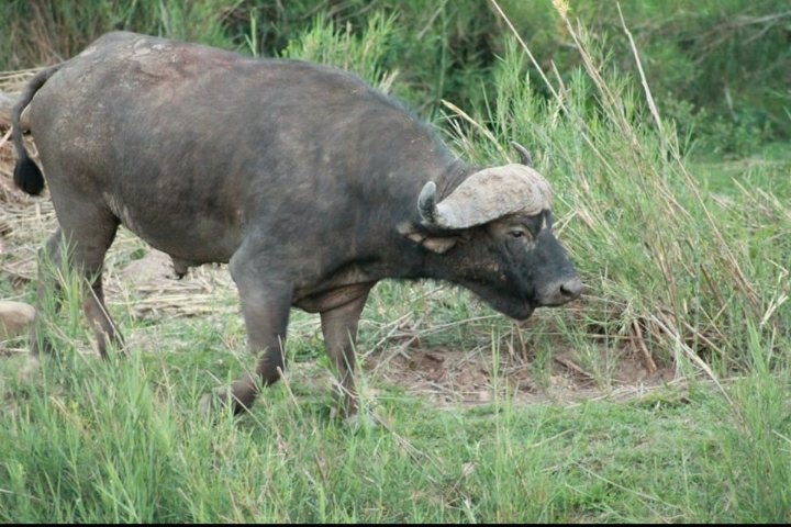 Commercial Property for Sale in Lydenburg Rural Mpumalanga